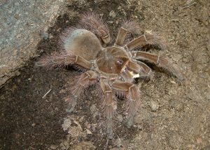 Theraphosa blondi